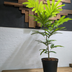 【送料無料】エバーフレッシュ　『ネムノキ』〈定番人気〉【インテリアグリーン】 2枚目の画像