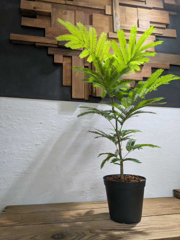 【送料無料】エバーフレッシュ　『ネムノキ』〈定番人気〉【インテリアグリーン】 2枚目の画像