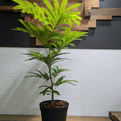 【送料無料】エバーフレッシュ　『ネムノキ』〈定番人気〉【インテリアグリーン】 3枚目の画像