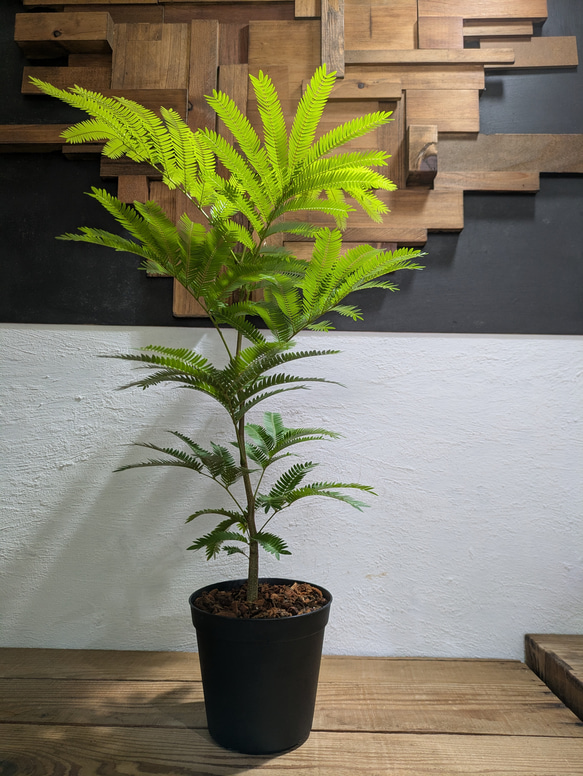 【送料無料】エバーフレッシュ　『ネムノキ』〈定番人気〉【インテリアグリーン】 3枚目の画像