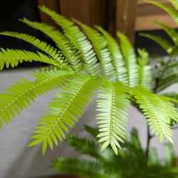 【送料無料】エバーフレッシュ　『ネムノキ』〈定番人気〉【インテリアグリーン】 4枚目の画像