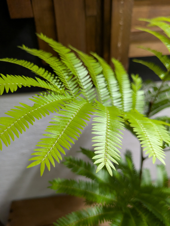 【送料無料】エバーフレッシュ　『ネムノキ』〈定番人気〉【インテリアグリーン】 4枚目の画像