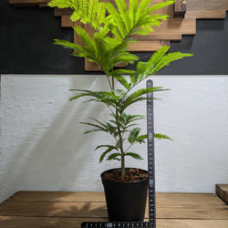 【送料無料】エバーフレッシュ　『ネムノキ』〈定番人気〉【インテリアグリーン】 5枚目の画像