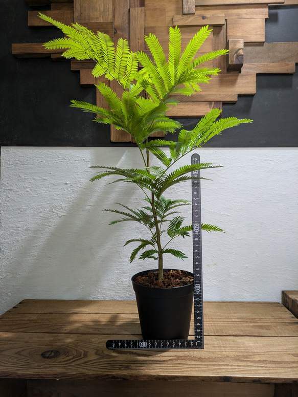 【送料無料】エバーフレッシュ　『ネムノキ』〈定番人気〉【インテリアグリーン】 5枚目の画像