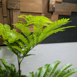 【送料無料】エバーフレッシュ　『ネムノキ』〈定番人気〉【インテリアグリーン】 1枚目の画像