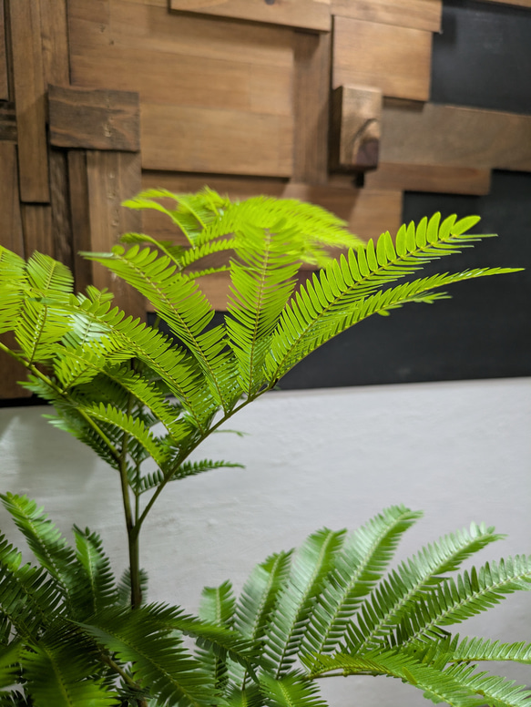 【送料無料】エバーフレッシュ　『ネムノキ』〈定番人気〉【インテリアグリーン】 1枚目の画像