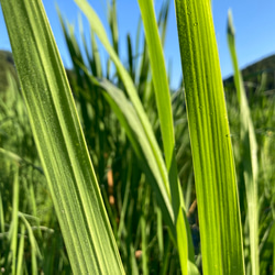 マコモの乾燥葉1kg 真菰葉 生葉換算1kg分 | とまり木SHOP｜HOLY PLANTS・真菰・仙人茶