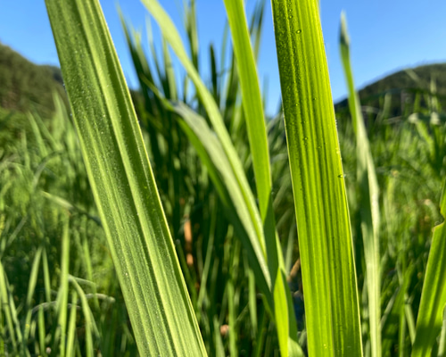 マコモの乾燥葉1kg 加工用】乾燥真菰(まこも)葉 200g その他素材 MOKU 通販 19896814