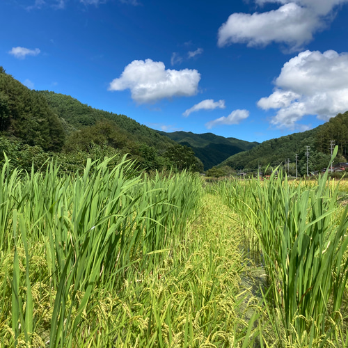 加工用】乾燥真菰(まこも)葉 200g その他素材 MOKU 通販 19896814