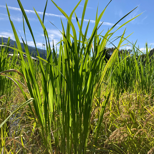 加工用】乾燥真菰(まこも)葉 200g その他素材 MOKU 通販 19896814