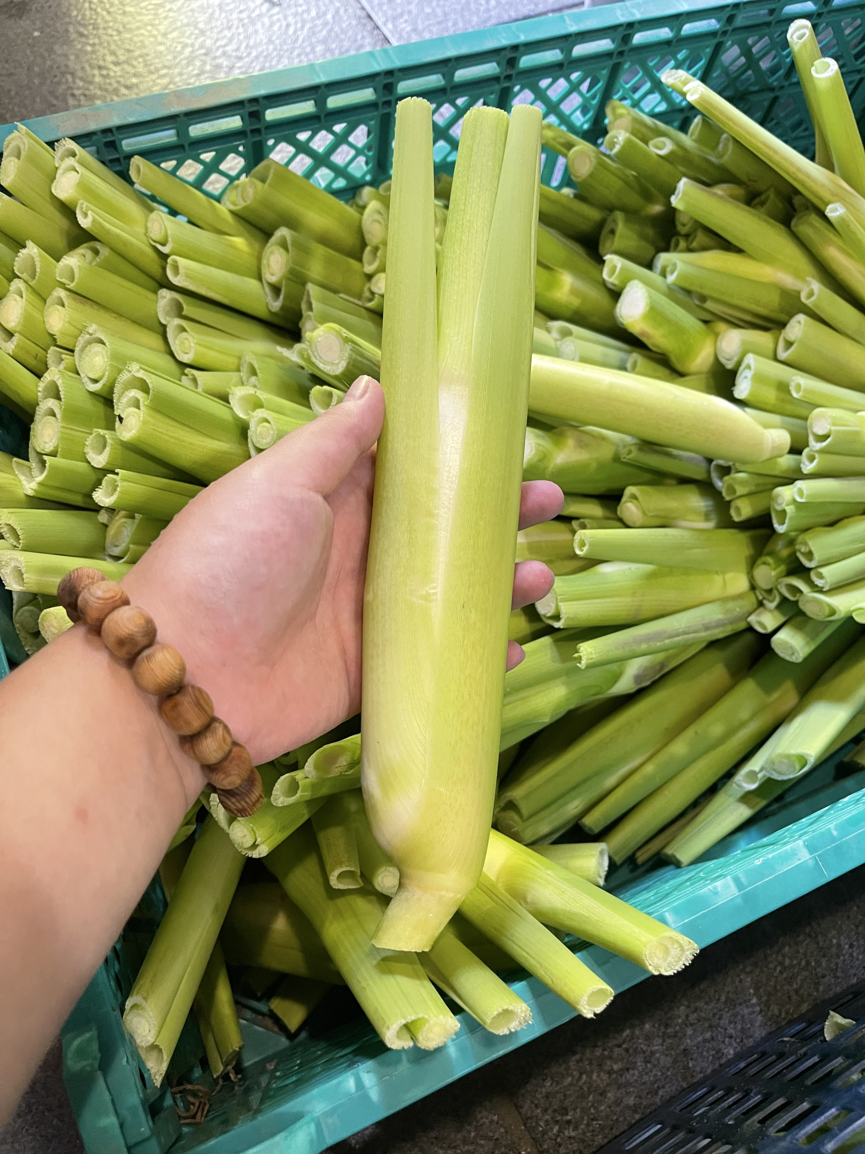 採れたて】始まりました！マコモダケ宅急便60 約2kg 愛知県産 自然農