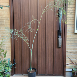 ユッカ　ロストラータ　エアーポット鉢植え　苗木　ドライガーデン　南国風 ユッカ ロストラータ エアーポット鉢植え 苗木 ドライガーデン