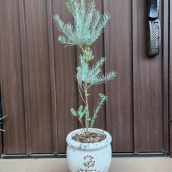 ユッカ ロストラータ エアーポット鉢植え 苗木 ドライガーデン 南国風