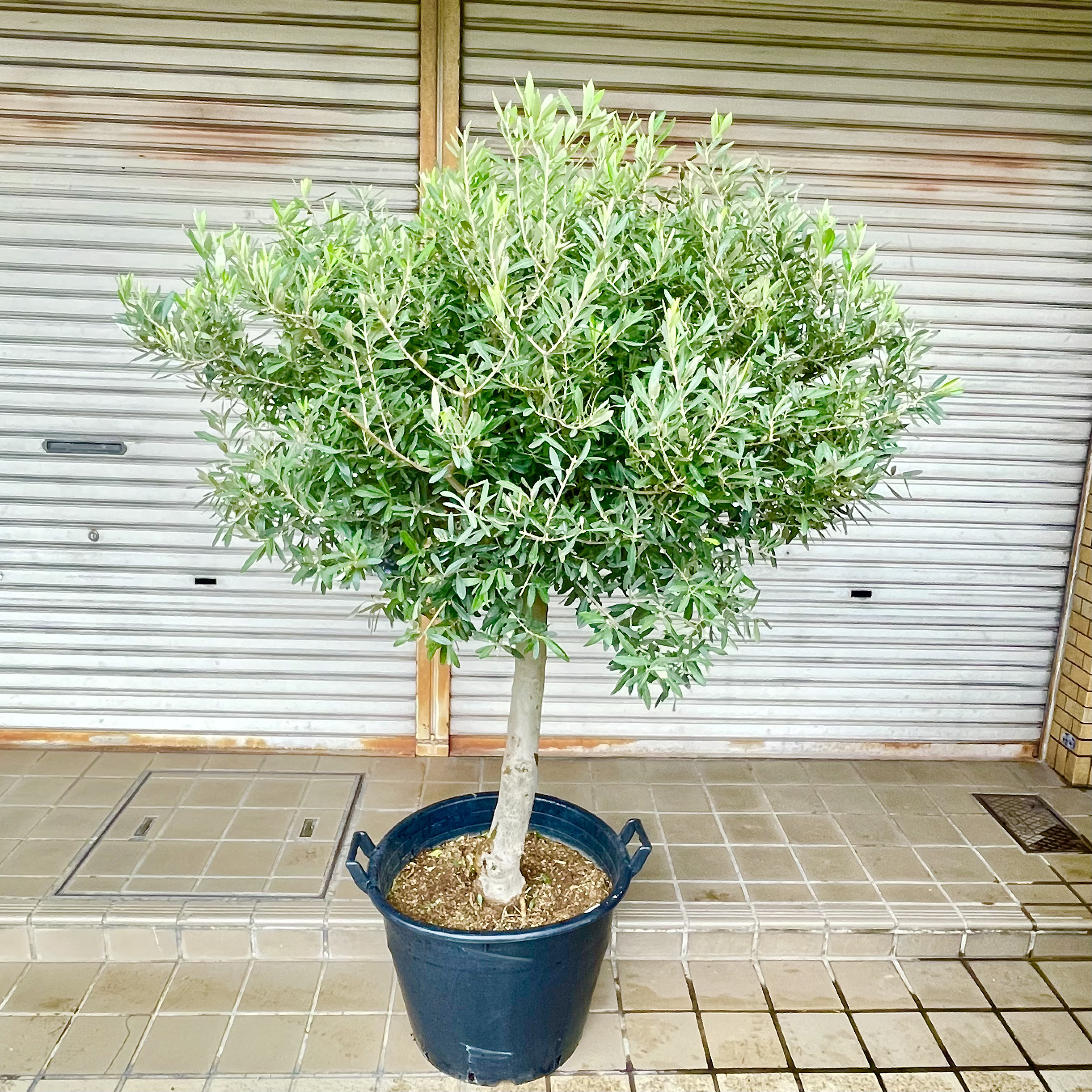 盆栽仕立てオリーブ〝シプレッシーノ〟souju スタンドボウル型 シンボルツリー