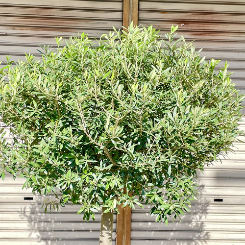 ■オリーブ■シプレッシーノ■シンボルツリー■ ボリューム株■⑥ 盆栽仕立てオリーブ〝シプレッシーノ〟souju スタンドボウル型
