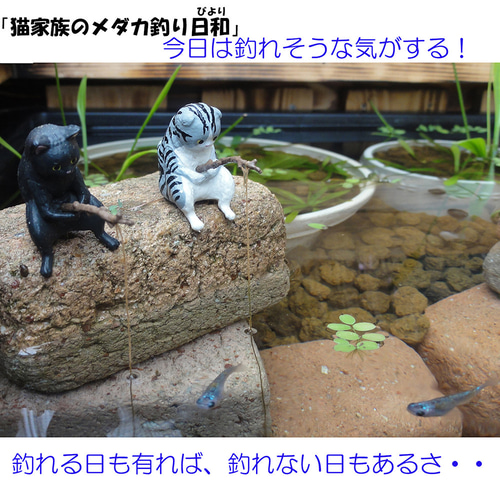 深さの有るビオトープ 120L 角型タライ＆木枠セット（3D型防鳥網付き