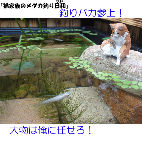 深さの有るビオトープ 120L 角型タライ＆木枠セット（3D型防鳥網付き