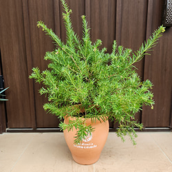 バンクシア グランディス 鉢植え 苗木 ワイルドフラワー