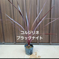 ユッカ　ロストラータ　エアーポット鉢植え　苗木　ドライガーデン　南国風 ユッカ ロストラータ エアーポット鉢植え 苗木 ドライガーデン