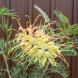 大株 ユッカロストラータ エアーポット鉢植え 苗 ロックガーデン