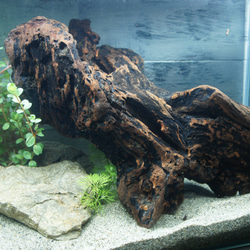 流木 あく抜き処理 煮沸消毒済 テラリウム 爬虫類 登り木 レイアウト