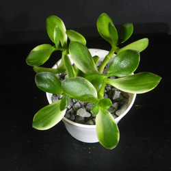 ☆ENGEI ichioki☆紅葉・もみじ・小品盆栽01◇形良好な一品です