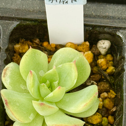 多肉植物 デレッセーナ×メキジャイ 抜き苗 多肉植物 デレッセーナ×メキジャイ 抜き苗