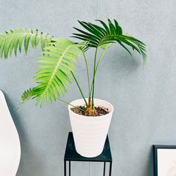 現品］20番 創樹 オリーブ ネバディロブランコ 7号 観葉植物 大型 屋外