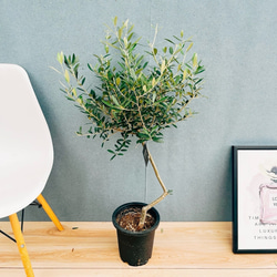 ［現品］20R 創樹　オリーブ　ネバディロブランコ　7号　オリーブの木　おしゃれ 現品］20番 創樹 オリーブ ネバディロブランコ 7号 観葉植物 大型 屋外