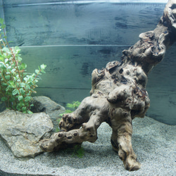 流木 あく抜き処理 煮沸消毒済 テラリウム 爬虫類 登り木 レイアウト