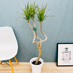 ［現品］32番　ドラセナ　コンシンネ　龍　曲がり　8号　観葉植物　大型　室内 現品］32番 ドラセナ コンシンネ 龍 曲がり 8号 観葉植物 大型 室内