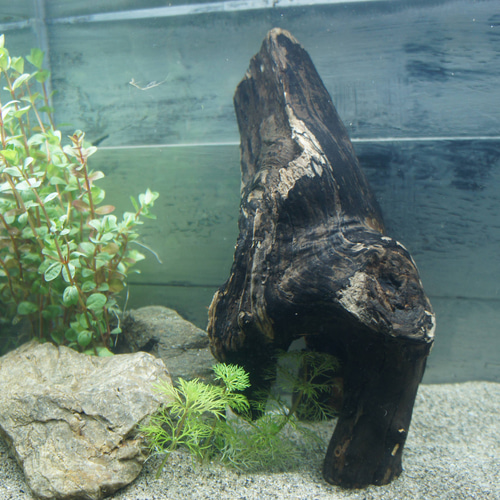 一点物 大型流木 沈水確認済み アク抜き済み［約50cm］アクアリウム
