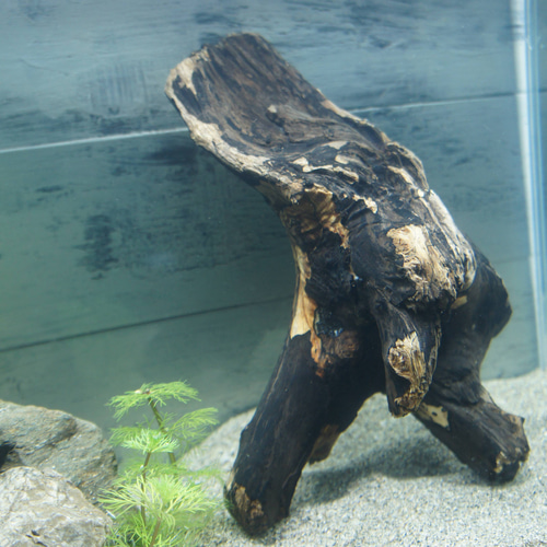 アク抜き不要！水に沈む状態でお届けします』アクアリウム 流木 あく