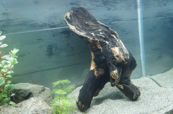 アク抜き不要！水に沈む状態でお届けします』アクアリウム 流木 あく