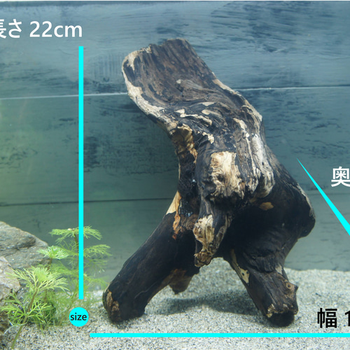 アク抜き不要！水に沈む状態でお届けします』アクアリウム 流木 あく
