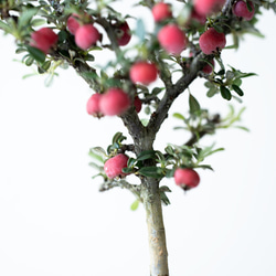 シロシタン｜びわ色のうつわ 7枚目の画像