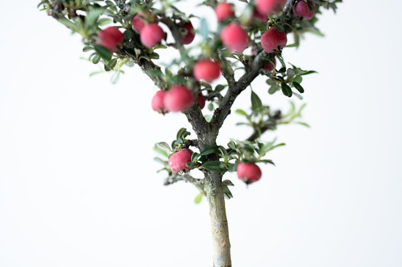 シロシタン｜びわ色のうつわ 7枚目の画像