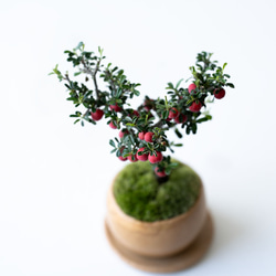 シロシタン｜びわ色のうつわ 5枚目の画像