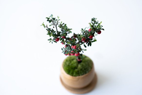 シロシタン｜びわ色のうつわ 5枚目の画像