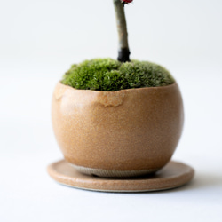 シロシタン｜びわ色のうつわ 8枚目の画像