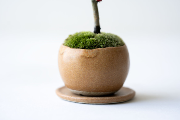 シロシタン｜びわ色のうつわ 8枚目の画像