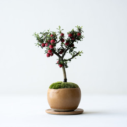 シロシタン｜びわ色のうつわ 1枚目の画像