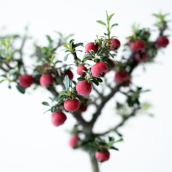 シロシタン｜びわ色のうつわ 6枚目の画像