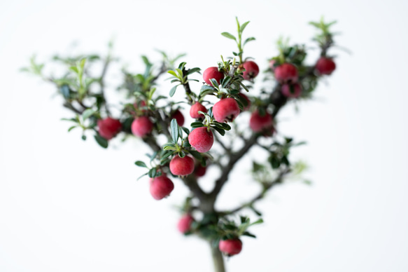 シロシタン｜びわ色のうつわ 6枚目の画像