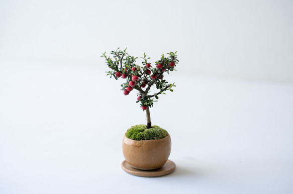 シロシタン｜びわ色のうつわ 4枚目の画像