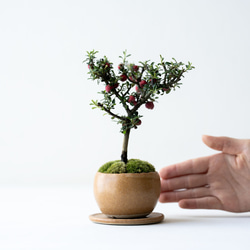 シロシタン｜びわ色のうつわ 2枚目の画像