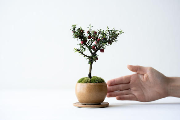 シロシタン｜びわ色のうつわ 2枚目の画像