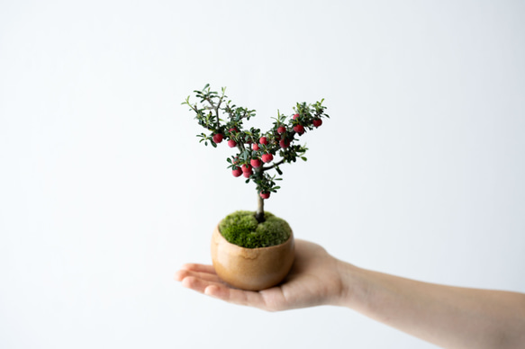 シロシタン｜びわ色のうつわ 3枚目の画像