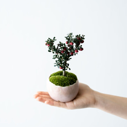 シロシタン｜桃色のうつわ 3枚目の画像