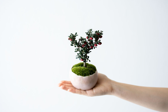 シロシタン｜桃色のうつわ 3枚目の画像